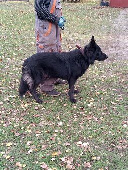 Owczarek niemiecki długowłosy - 4