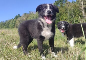 Piękna rasowa suczka BORDER COLLIE z pełną dok. przebadani r - 4