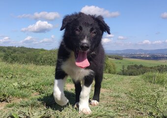 BORDER COLLIE - Rasowy z pełną dok. po świetnych rodzicach - 4