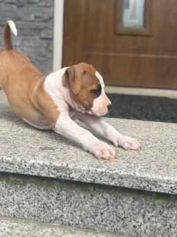 Szczenięta amstaff - 4