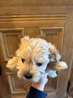 Szczenięta hybryda pudel york goldust - 4