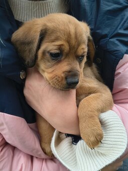 Szczeniaki za darmo piesek - 4