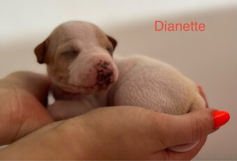 American Hairless Terrier z PP FCI - 4