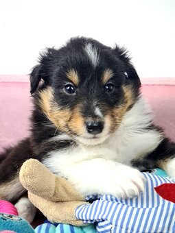 Owczarek szetlandzki sheltie - 4