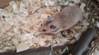 Chomiki Syryjskie 4 tygodniowe - 4