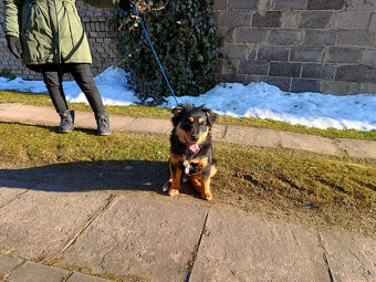 Oddam młodego psa rasy owczarek - 4