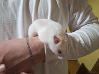 Chomik syryjski samiec Dorosły 4 miesięczny - 4