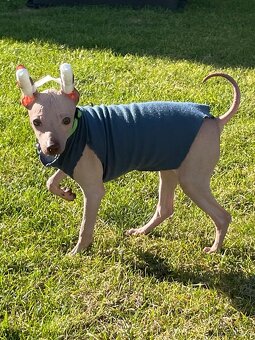 Peruwiański Pies bezwłosy - OSTATNI WOLNY PIES - 4