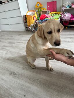 Sprzedam labladora suczkę - 4