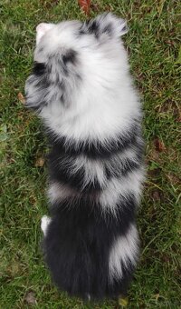 Szczenię BORDER COLLIE z Hodowli - Rasowy pies z pełną dok. - 4