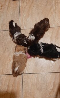 Shih-tzu małe rozrabiaki - 4