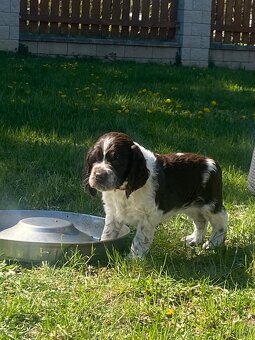 Springer Spaniel Angielski - 4