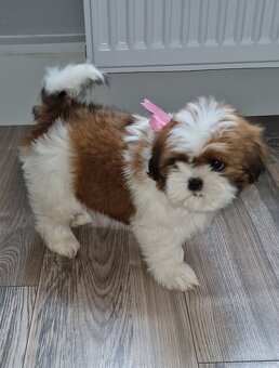 Sprzedam śliczne pieski rasy Shih-tzu - 4