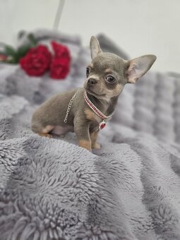 Piesek chihuahua liliowy - 4