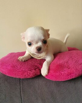 Chihuahua śliczne białe pieski - 4