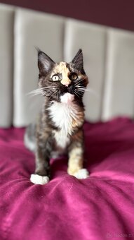 Maine Coon kotka Hermiona - 4