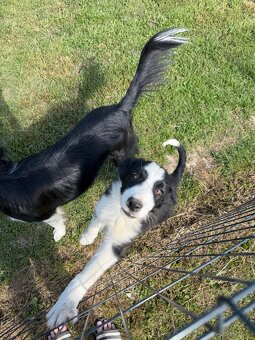 Piesek Border Collie - 4