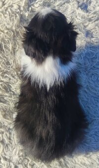 Rasowy BORDER COLLIE z prof. Hodowli, Pies z pełną dok. - 4