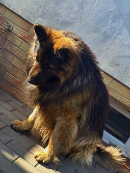 Owczarek niemiecki długowłosy - 4