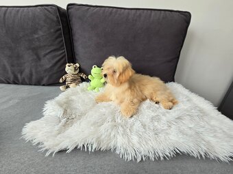 Maltipoo śliczna suczka - 4