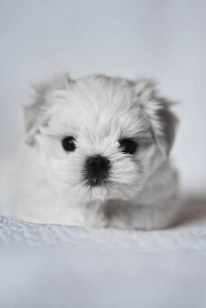 Maltańczyk para hodowlana z rodowodem ZKwP FCI  maltese - 4