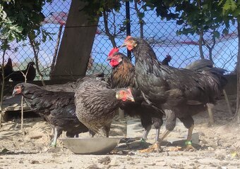 Kurczęta - Kurka Włoszka - Czystej Krwi - Różnobarwne Kury - 4