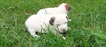 Jack Russell terrier - 4