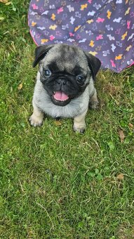 Mops - 4