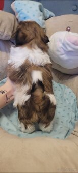 Suczka Shih Tzu - 4