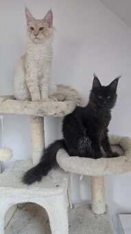 Maine coon - 4