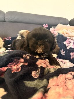 Shih tzu szukają domku - 4