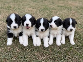 Border collie - 4