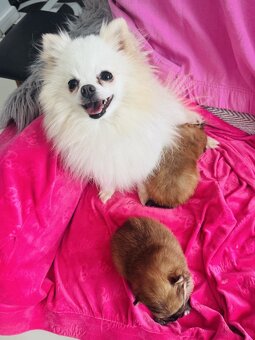 Pomeranian Miniaturowy - 4