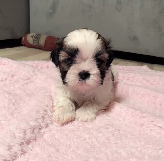 Shih Tzu samiec suka - 4