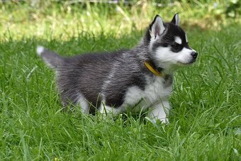 Siberian husky - CZ - 4