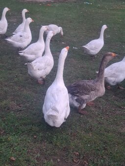 Gęsi - 4