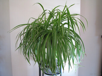 Zielistka Sternberga – piękny, zdrowy, duży kwiat doniczkowy - 4