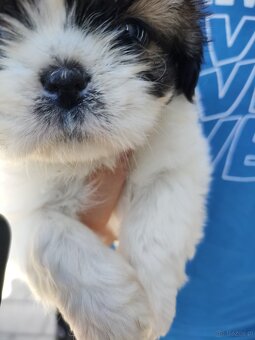 Suczka mieszanka (pekińczyk shih-tzu) - 4