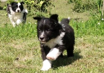 Pies Border Collie - Rasowy szczeniak z Hodowli, pełna dok. - 4