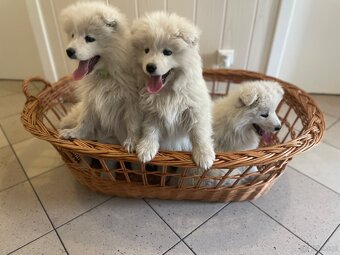 Samoyed - 4