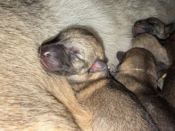 Czechosłowacki wilczak - 4