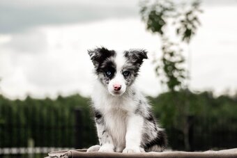 Border Collie szczenię piesek merle ZKwP FCI z metryki gotow - 4