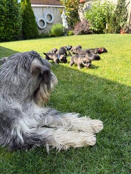 Schnauzer pepper & salt - 4
