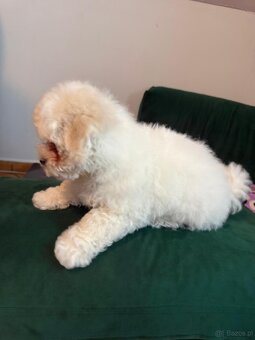 Bichon Frise, szczeniak. FCI - 4
