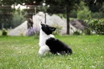Border Collie szczenię piesek ZKwP FCI z metryki gotowy do o - 4