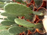 Opuncja figowa Opuntia ficus-indica figa indyjska - 4