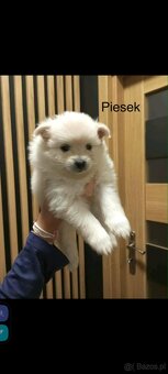 Szpice miniaturowe - 4