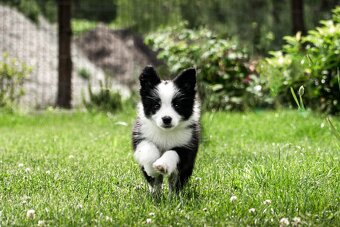 Border collie suczka czarno-biała ZKwP FCI z metryki szczeni - 4