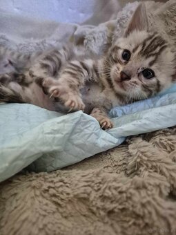 Bengals koty - 4