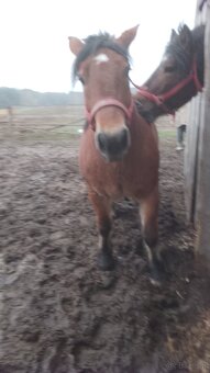 Sprzedam klacz zimnokwista - 4